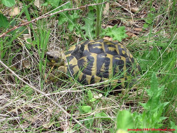 Testudo hermanni hermanni (Serra de l´Albera)
