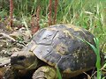 Testudo hermanni hermanni (Serra de l&acute;Albera)