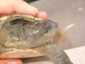 Elseya novaeguinae