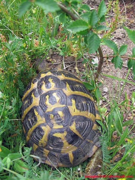 Testudo hermanni hermanni (Serra de l´Albera)