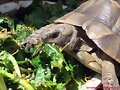 Testudo ibera