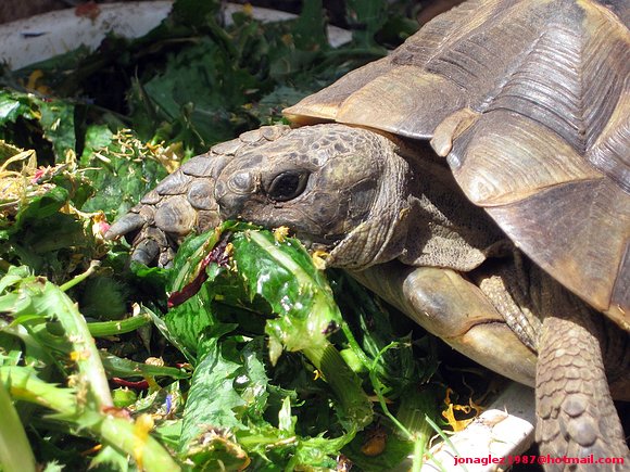 Testudo ibera