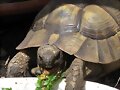 Testudo ibera