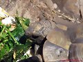 Testudo ibera