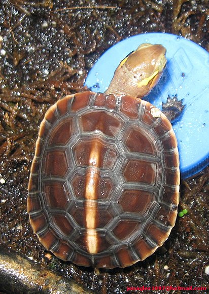 Cuora flavomarginata baby