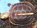 Cuora flavomarginata baby
