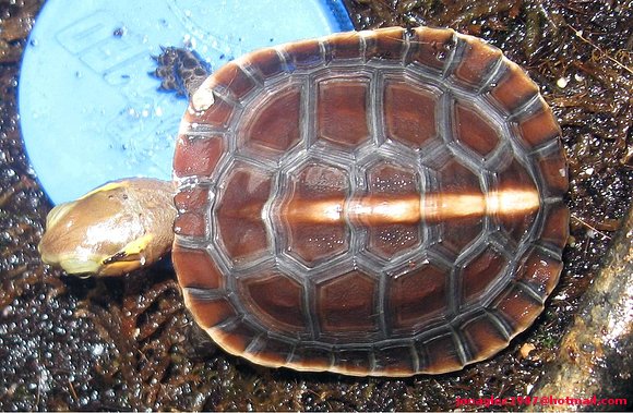 Cuora flavomarginata baby