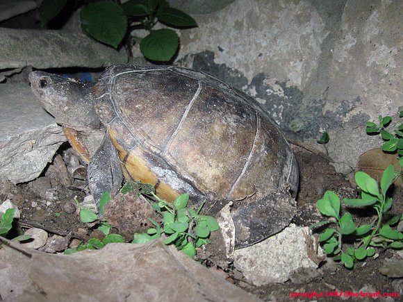 Kinosternon scorpioides anidando
