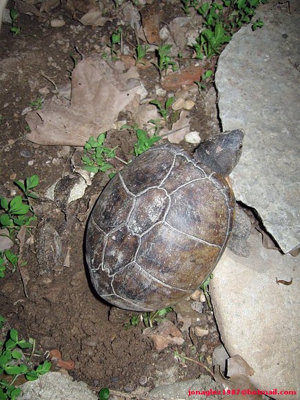 Kinosternon scorpioides anidando