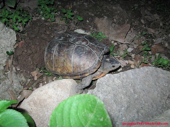 Kinosternon scorpioides anidando
