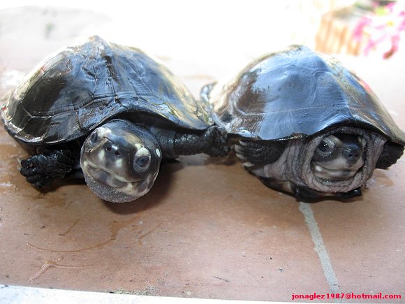 Juveniles de Siebenrockiella crasicollis