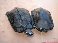 Juveniles de Siebenrockiella crasicollis