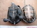 Juveniles de Siebenrockiella crasicollis