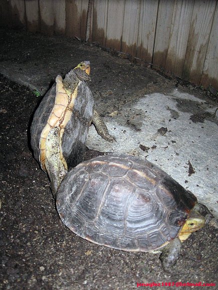 Copula Cuora flavomarginata