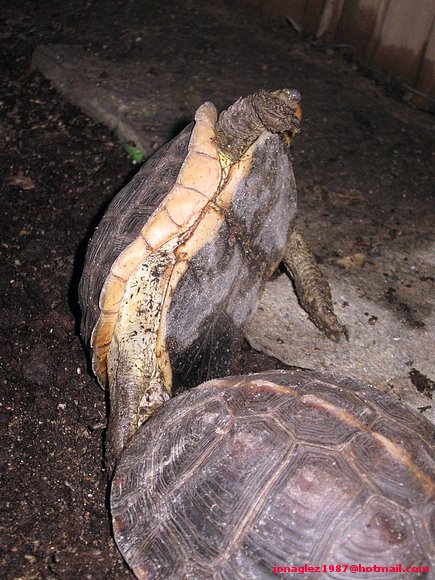 Cuora flavomarginata