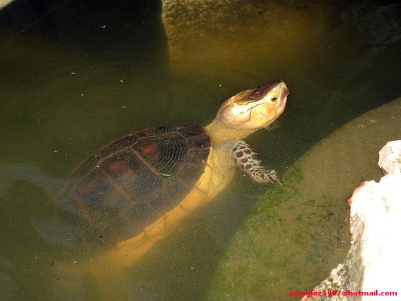 Cuora flavomarginata tomando un baño