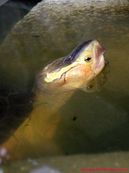 Cuora flavomarginata