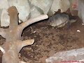2&ordf; puesta Kinosternon scorpioides