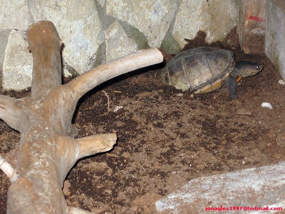 2ª puesta Kinosternon scorpioides