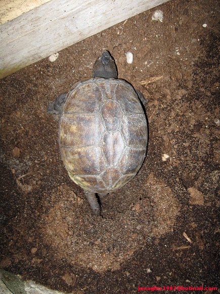 2ª puesta Kinosternon scorpioides