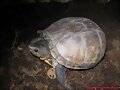 2&ordf; puesta Kinosternon scorpioides