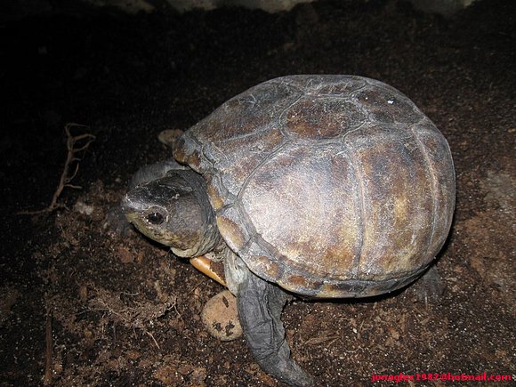 2ª puesta Kinosternon scorpioides