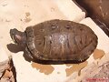 Trachemys scripta elegans