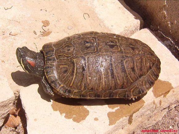 Trachemys scripta elegans