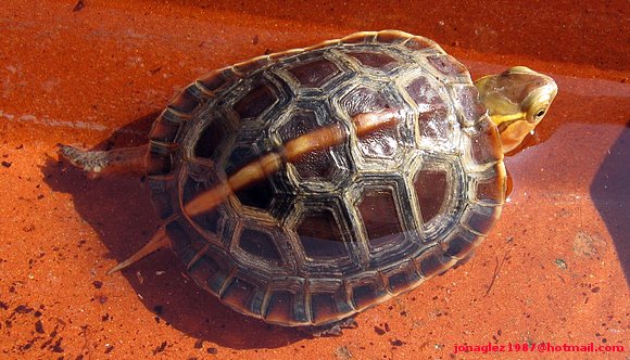 Cuora flavomarginata baby