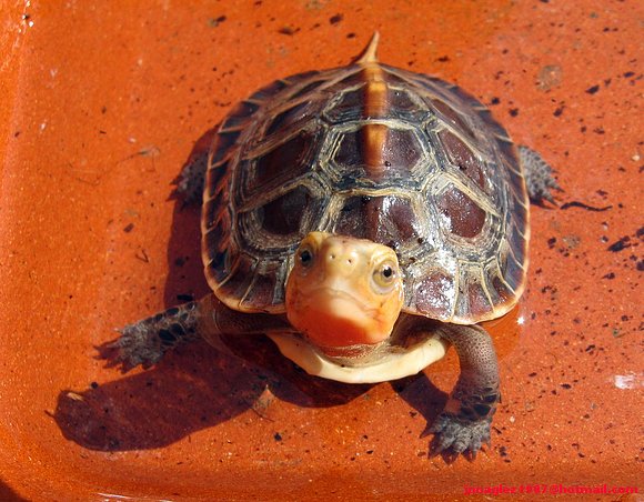 Cuora flavomarginata baby
