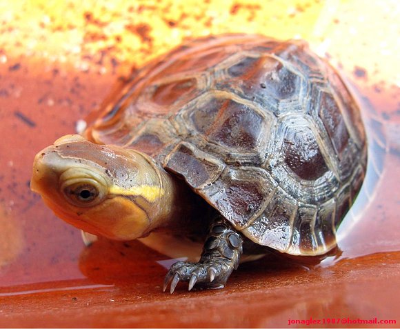 Cuora flavomarginata baby