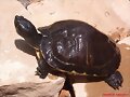 Trachemys scripta scripta