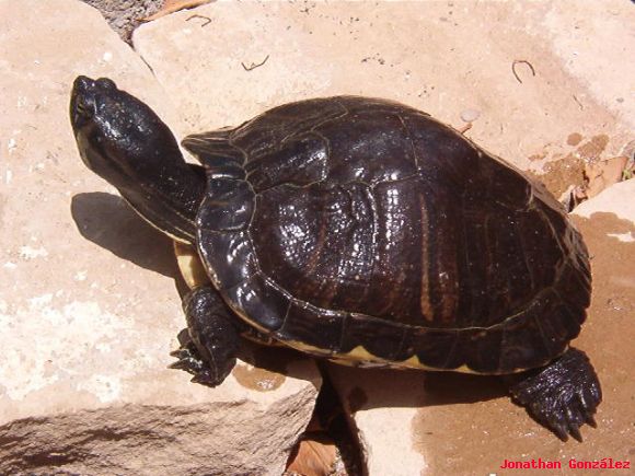 Trachemys scripta scripta