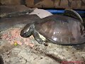 Hembra de Cyclemys comiendo fuera del agua