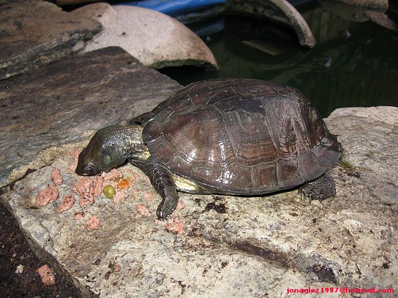 Hembra de Cyclemys comiendo fuera del agua