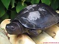 Macho adulto de Siebenrockiella crassicollis