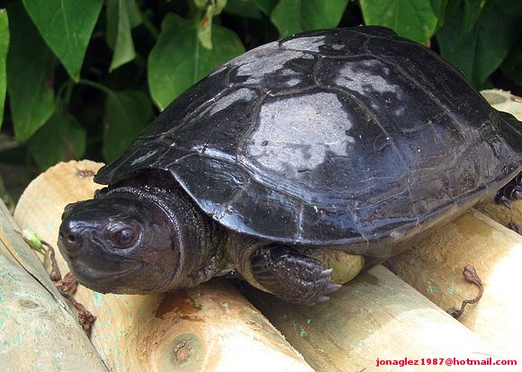 Macho adulto de Siebenrockiella crassicollis