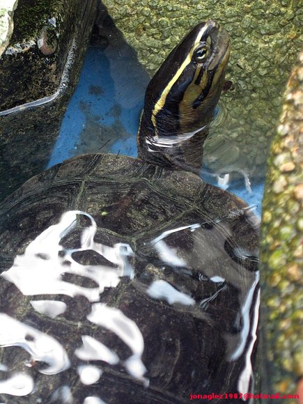 Macho de Cuora amboinensis