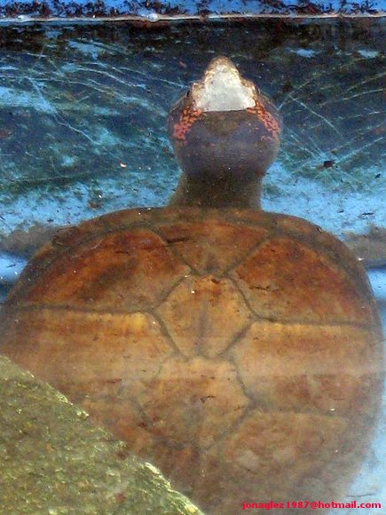 Hembra de Kinosternon