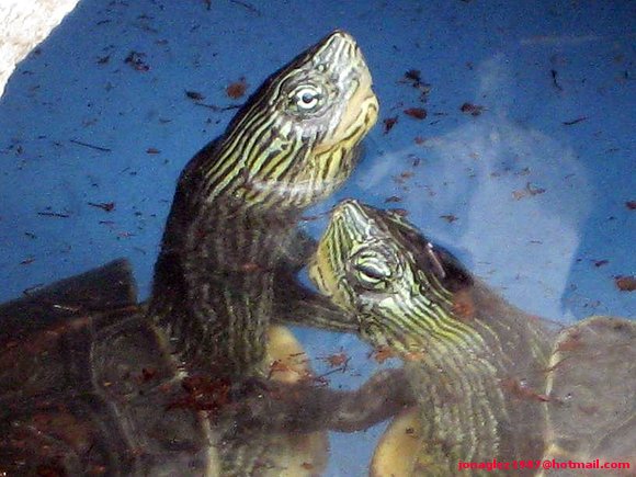 Machos de Ocadia sinensis