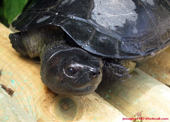 Macho adulto de Siebenrockiella crassicollis