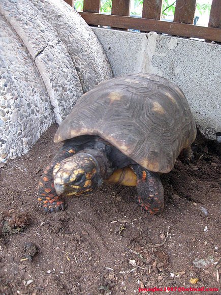 Geochelone carbonaria