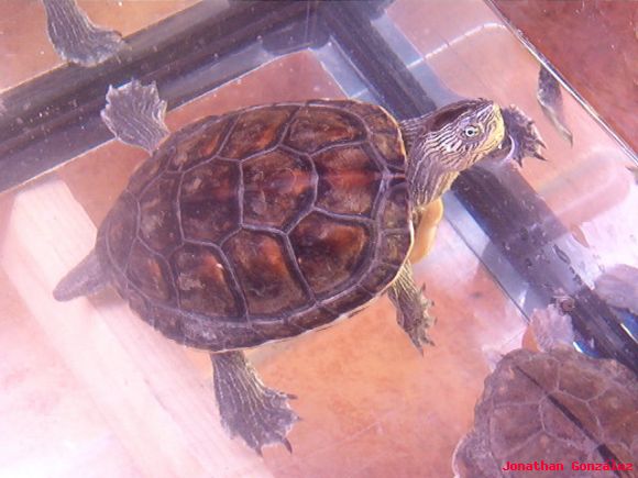 Ocadia sinensis