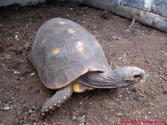 Geochelone carbonaria