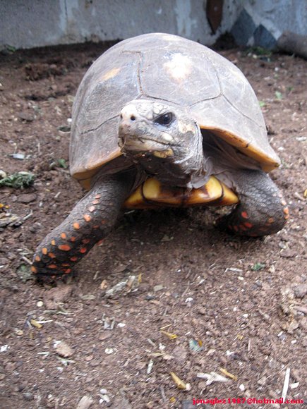 Geochelone carbonaria