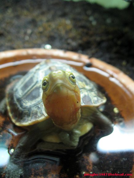 baby Cuora flavomarginata