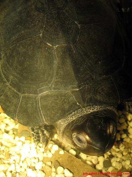 Siebenrockiella crassicollis