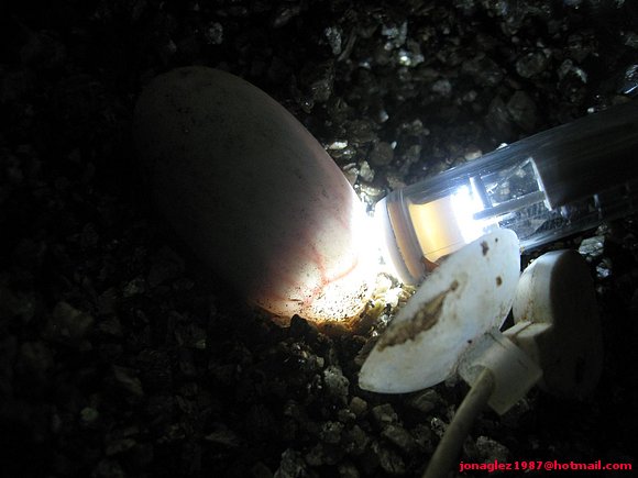 Huevo Kinosternon scorpioides