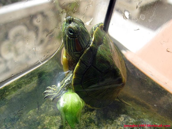 Neonato de Trachemys scripta elegans