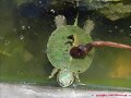 Neonato de Trachemys scripta elegans